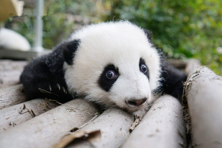 一只拥有"金鱼眼"的熊猫,被有心人无情诋毁,粉丝的回应太暖心