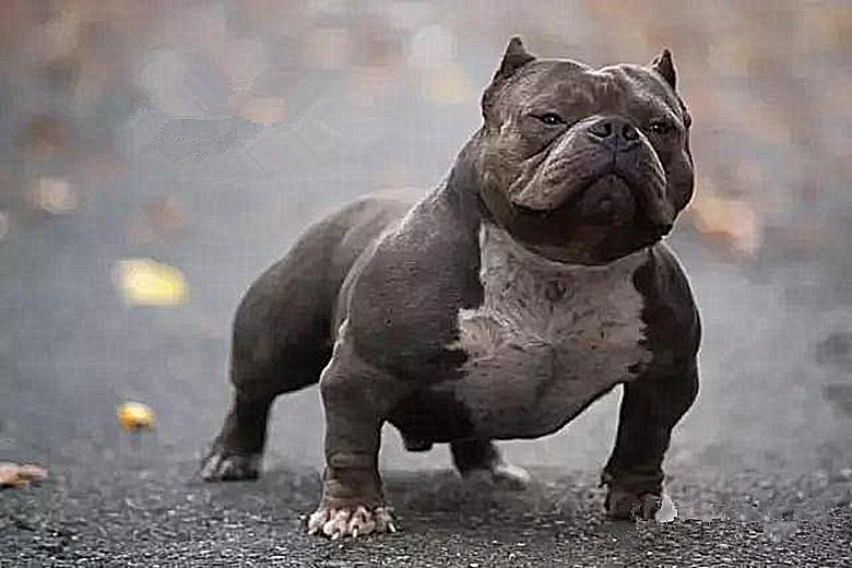 世界上肌肉最结实的狗,比特犬在它跟前太菜,人称"健身扛把子"