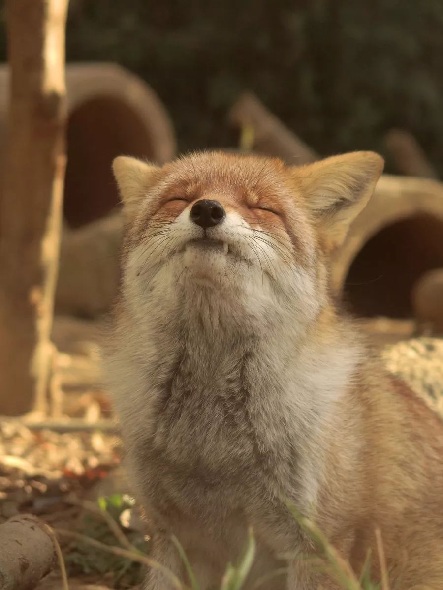 阳光下的狐狸们,看着心里就暖洋洋的