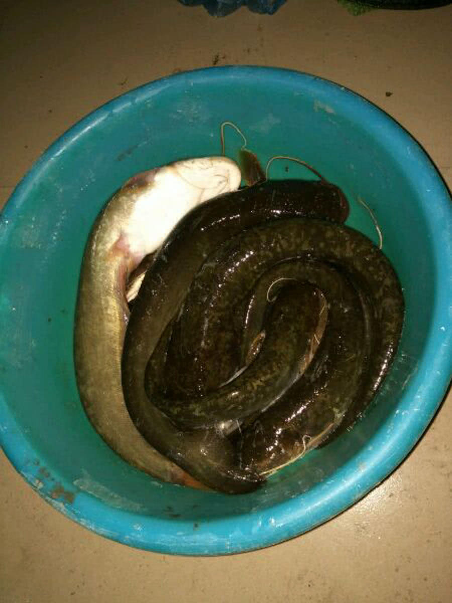 重庆地区钓大口鲶的诀窍,常常能把它们"一窝端"|大口鲶|鲶鱼|蚯蚓