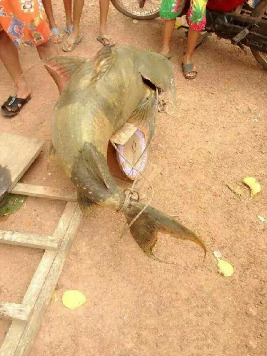 寻找澜沧江里的"面瓜鱼"忘不掉它丑陋又霸气的模样