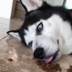 从软萌小天使变成放飞自我的撒手没哈士奇的成长历程就是个谜