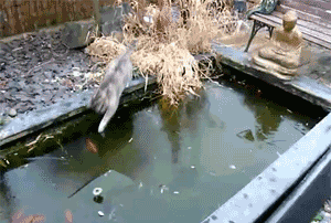 300_202gif 动态图 动图