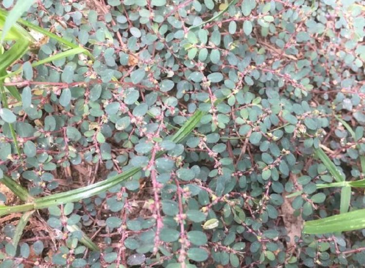 农村叫做卧蛋草的野草是极其珍贵的药材认识吗