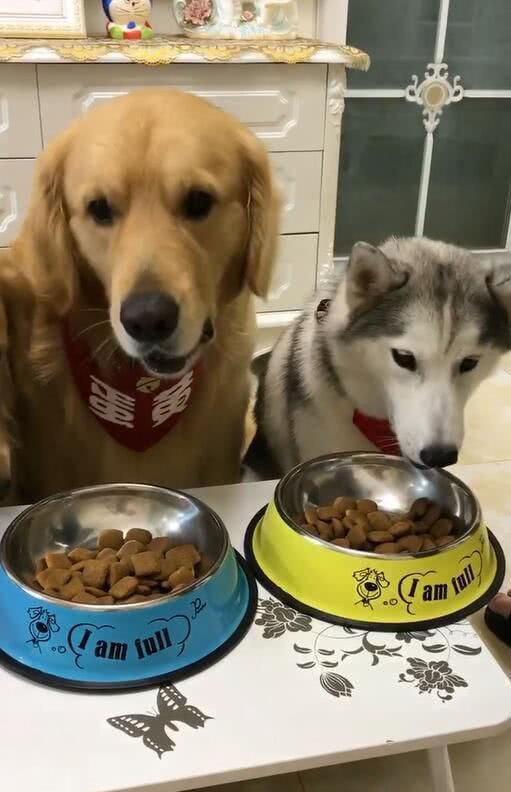 狗粮只够两条汪吃,没狗粮吃的叼来这个,主人爆笑,另两只狗无助