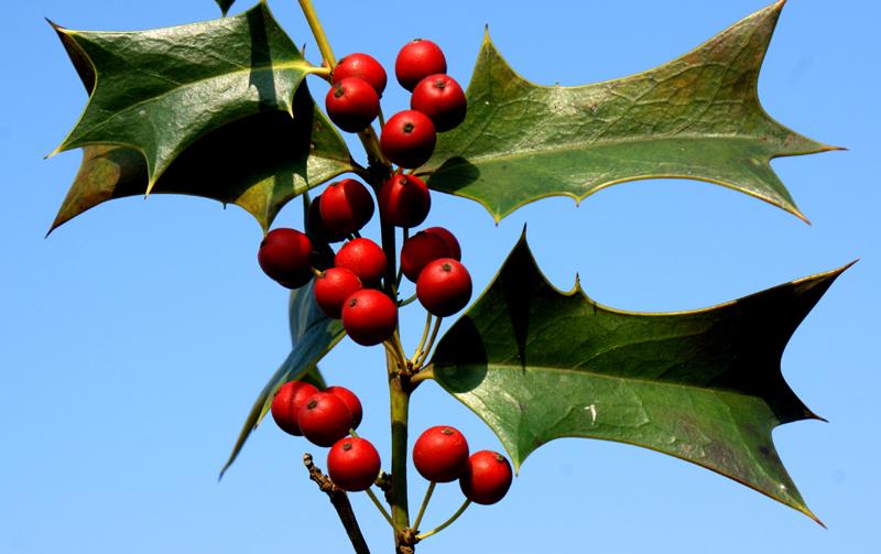 农村一种带刺的树,过去农民用来防盗,如今全身是宝价值珍贵