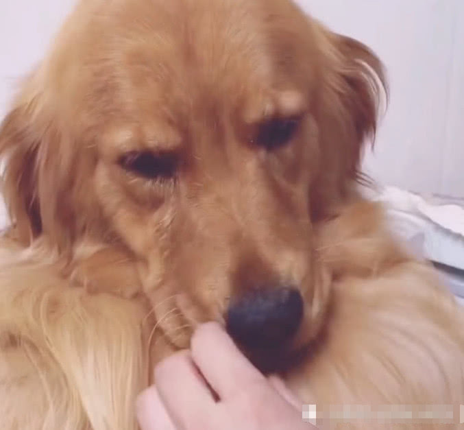 大金毛被冤枉后超委屈,可怜得眼泪哗哗流,主人半天也哄不好