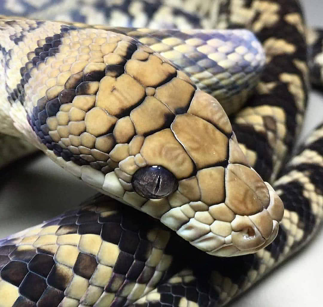 泰迪浑身臭粘液,4米巨蟒却累成狗:看啥,没见过蛇吞熊?