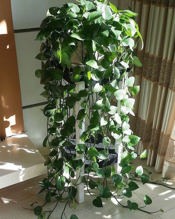 绿萝开花了,整个一食人花,骗我花朵能泡茶喝!