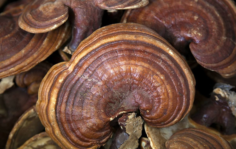 失眠多梦睡不好芝宁加2物养心安神缓解失眠睡得比猪香