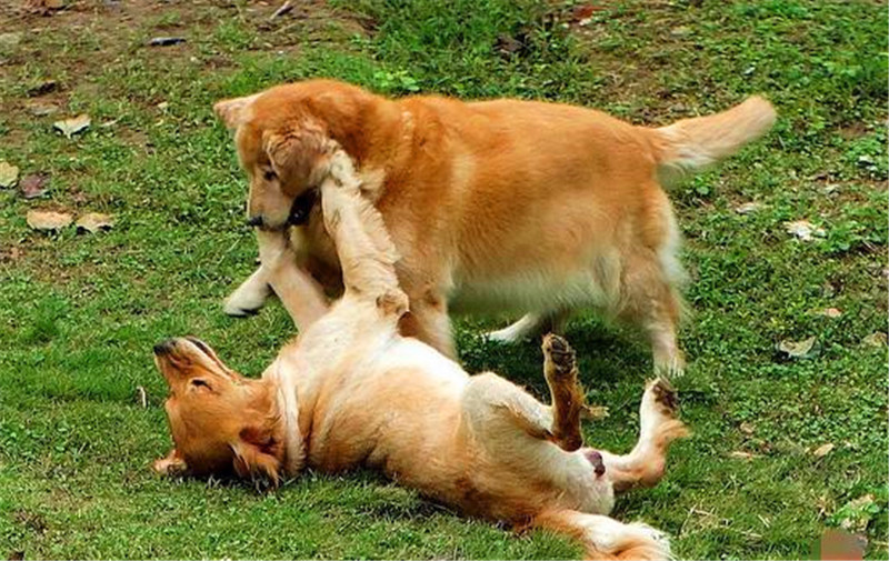 两只狗狗结伴玩耍,相依相偎,最后一张看的出来非常和谐!