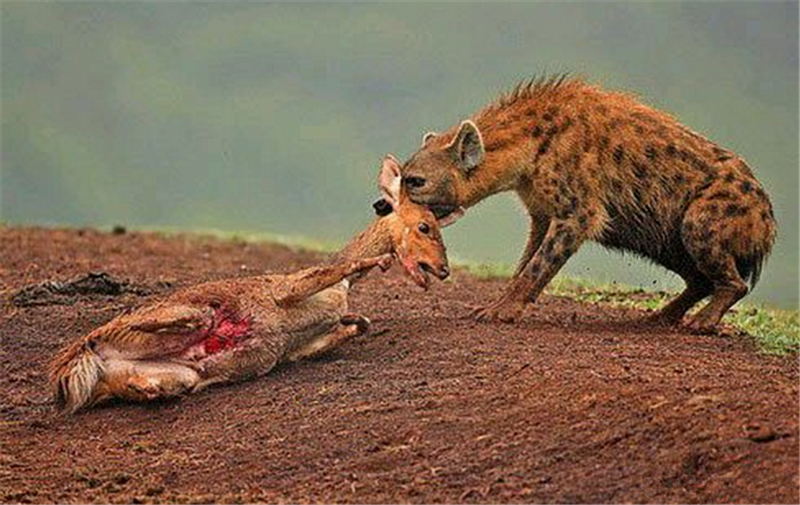 鬣狗单杀对手一招撂倒对方,一招走遍天下,看下那些年猎杀的动物