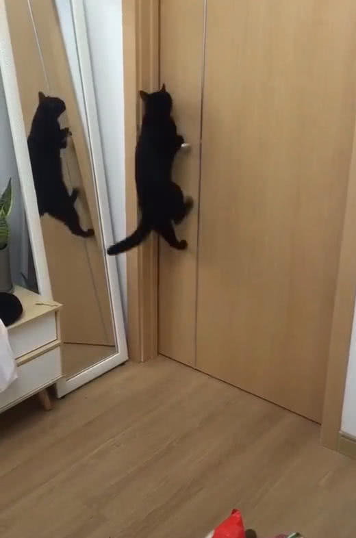 猫熟练的开门动作,主人一脸诧异,网友:孤陋寡闻,这是正常操作