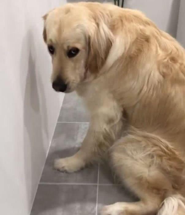 金毛撕纸后被惩罚面壁思过一脸委屈,狗:唉,又被凶了,委屈!