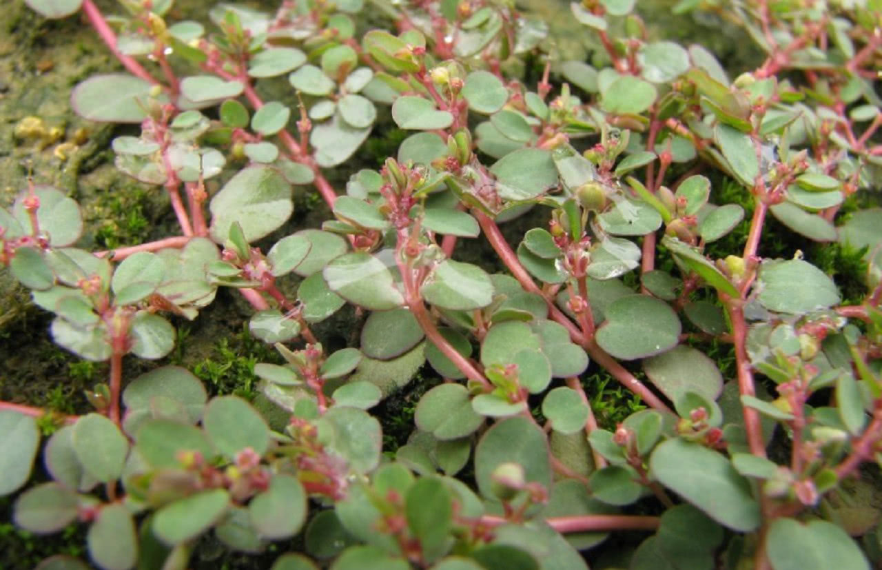 农民叫这种野草卧蛋草是极其珍贵的药材认识吗