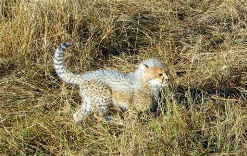 母豹带幼崽遛弯时,幼崽贪玩掉队了,好不容易赶上还被妈妈训