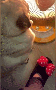 196_312gif 动态图 动图