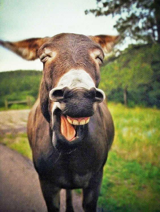 听到驴叫声却不见驴,以为发现新物种,跑近一瞧笑喷了|驴|小毛驴|水渠