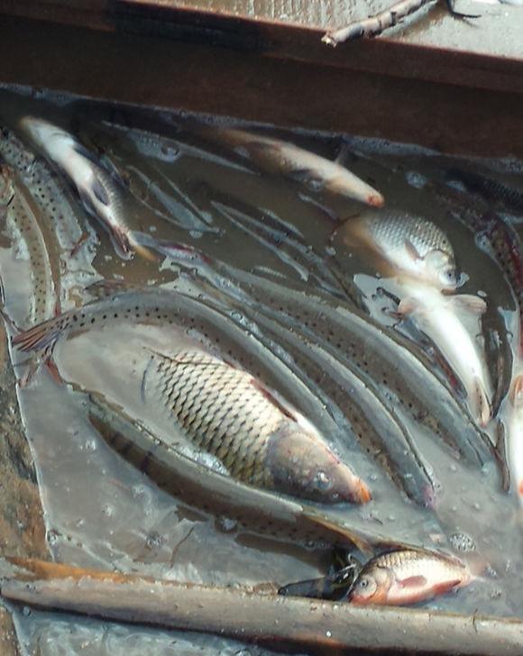 山东黄河段出现狗鱼,钓友:淡水最凶残的鱼,哪来的?