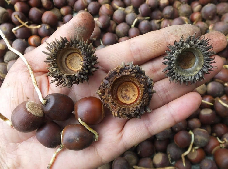 总被误认是板栗,如今得30元一斤|橡子|主食|板栗_新浪新闻