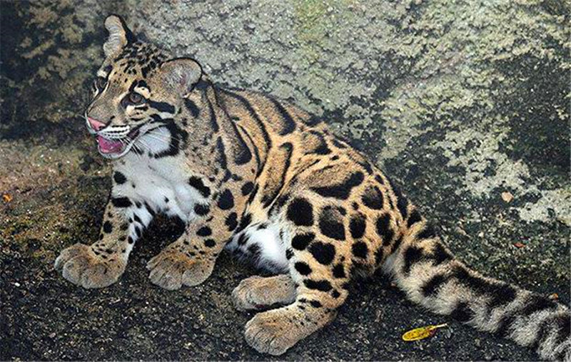 超罕见云豹外形漂亮,表情呆萌,看着就想带一只回家!