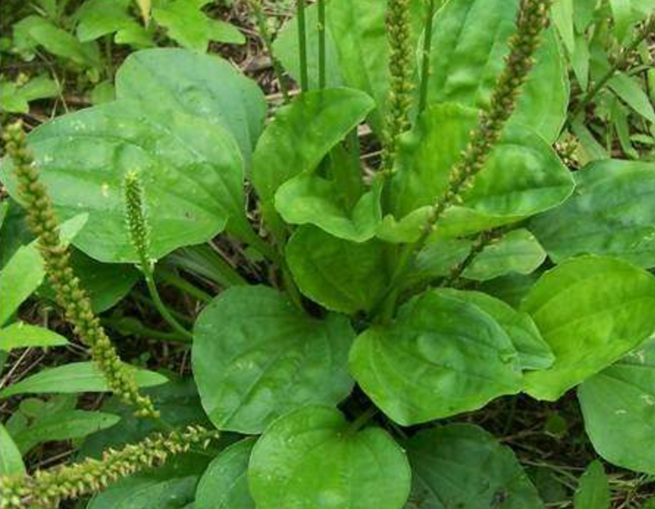 农村常见的一种野草,过去拿来喂猪,如今稀罕要20元一斤