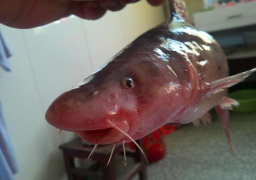 中国最顶级的5种鱼,吃过3种以上的,不是渔夫就是土豪!