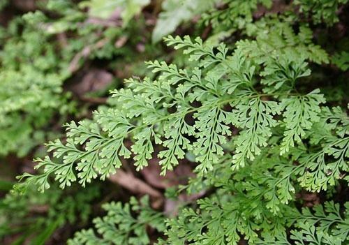 这种野草虽然不起眼,但是很多农民朋友都清楚它的用处!