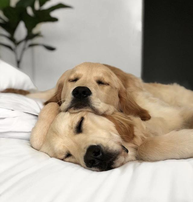 最会照顾孩子的金毛爸爸日常吃喝拉撒都管了主人比我还暖