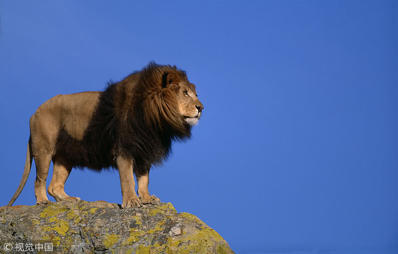 狮王的一生刚成年被赶出狮群数年后成长为王者
