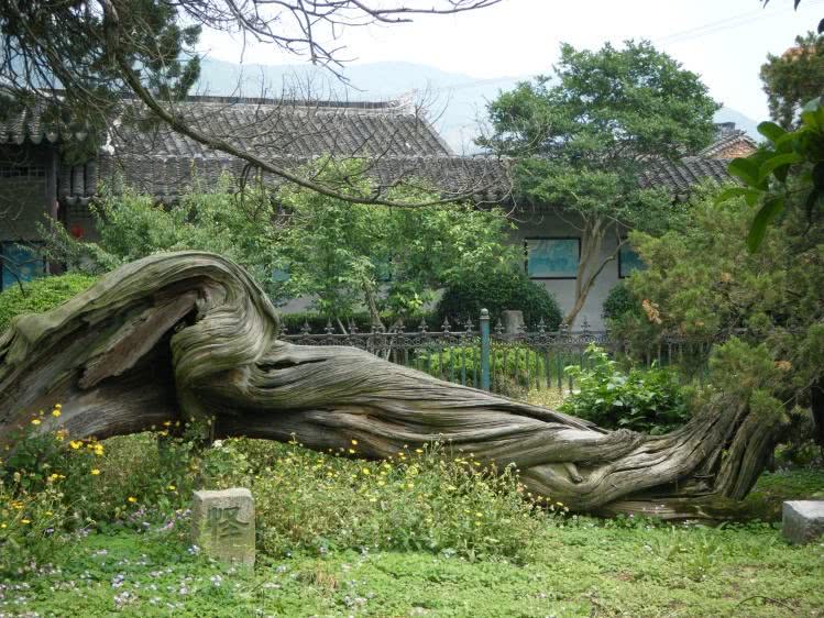 一棵坚强的古柏,被雷劈成两半依然活着,被乾隆赐名"清奇古怪"