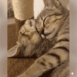 "家里的猫每次和我闹不开心,就会去找另一只猫撒娇,然后就是这样的