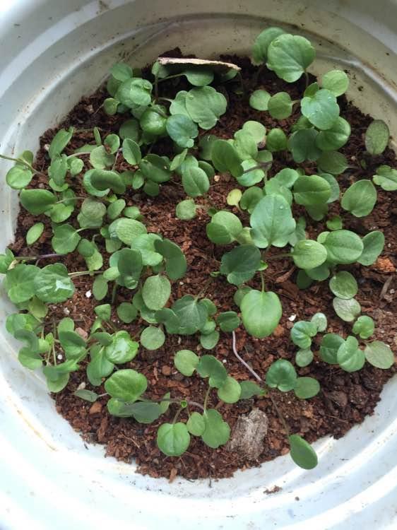 三色堇发芽温度15-20℃左右,在避光的条件下7-10天就能看到小芽,播种