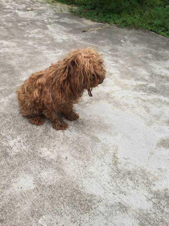 泰迪最怕主人对它做这6件事,尤其是最后一件!