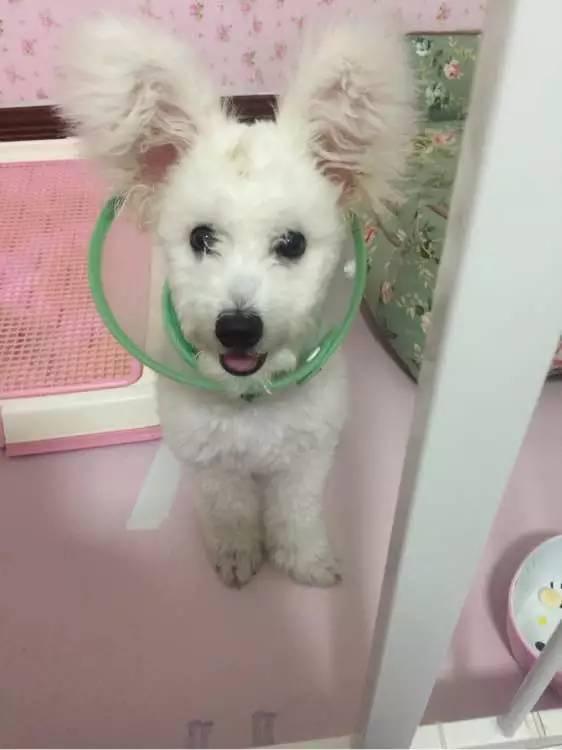 比兔子耳朵还大的立耳比熊长着长着突然塌了一只