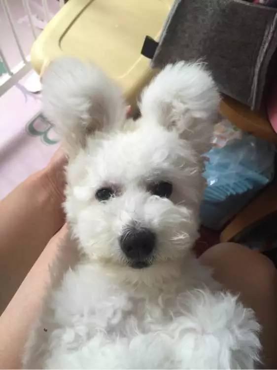 比兔子耳朵还大的立耳比熊长着长着突然塌了一只