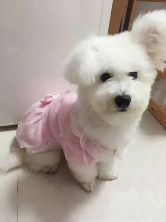 比兔子耳朵还大的立耳比熊长着长着突然塌了一只