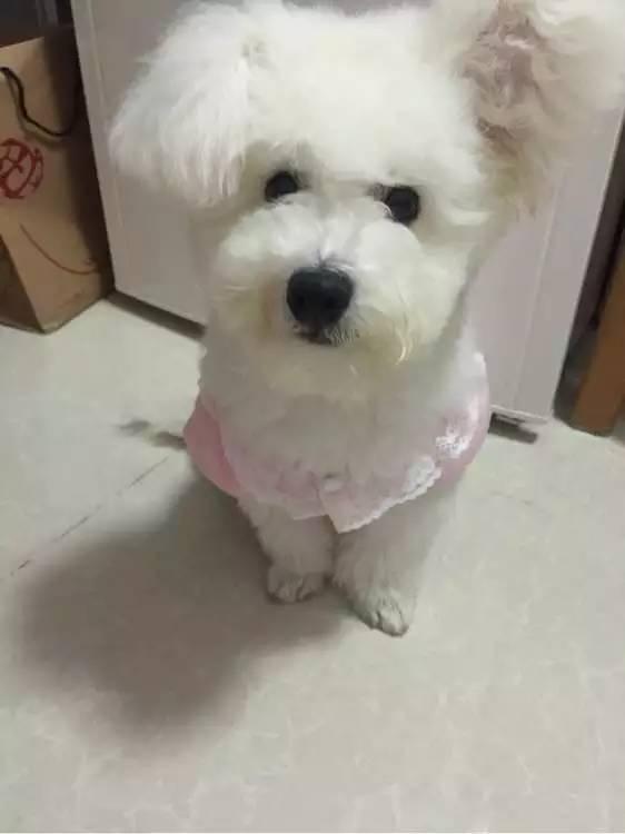 比兔子耳朵还大的立耳比熊长着长着突然塌了一只