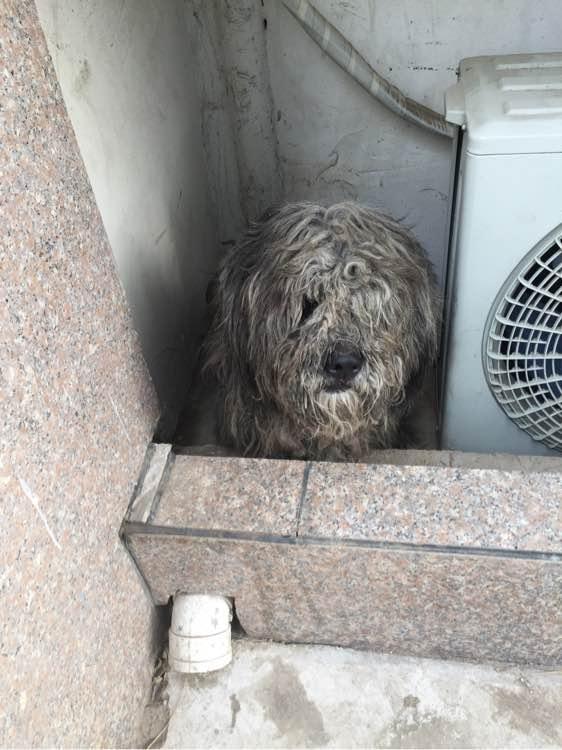 小区里跑丢的流浪狗,一只眼睛得白内障,真可怜好想养活它