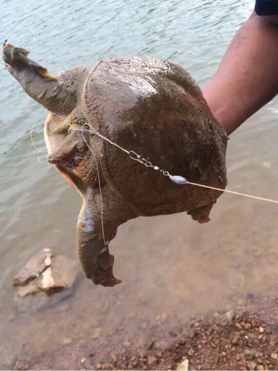 什么方法钓甲鱼比较好呢