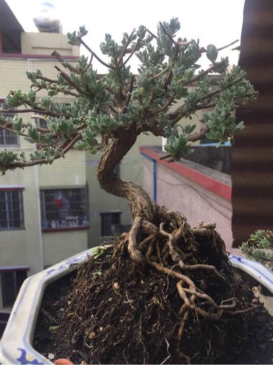 雪艾盆景,叶色似雪很少见过,家里有一盆价值不菲!