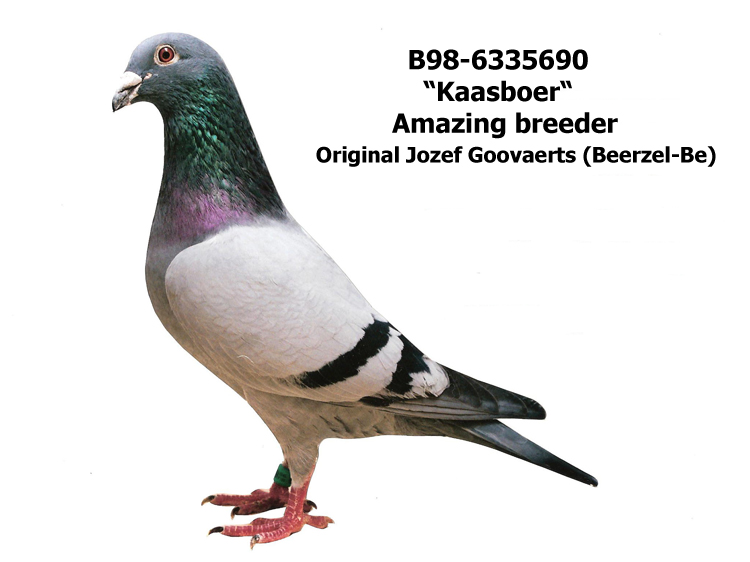 这羽鸽子是传奇还是炒作?红遍全球的"奶酪"你了解多少?