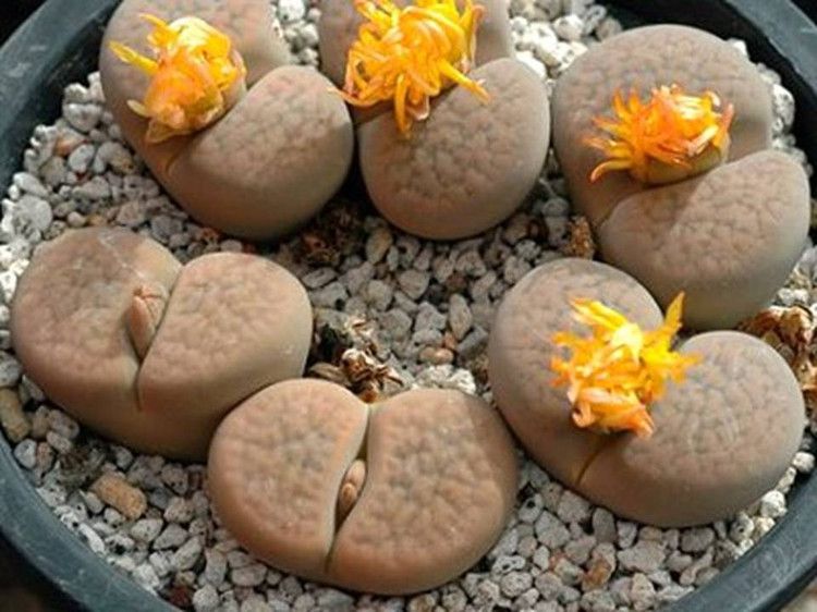 叶子看起来肉嘟嘟的,十分讨喜|生石花|多肉植物|植物_新浪新闻