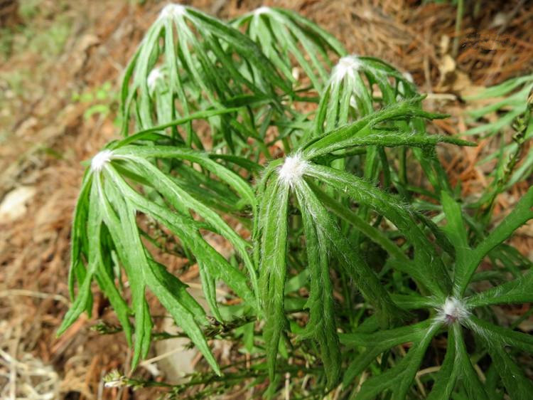 兔儿伞的全草或它的根都是可以当做药材来使用的,具有温肺祛痰,祛风止