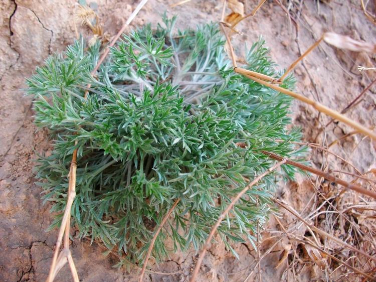 农村生长的这种两年生草本植物,全株有白毛,却有治疗伤寒的功效