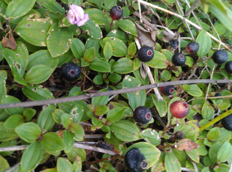 农村一种形似"地雷"的野果子,吃完满嘴发黑,如今不多见了