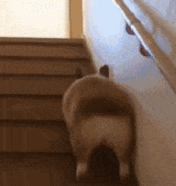 250_263gif 动态图 动图