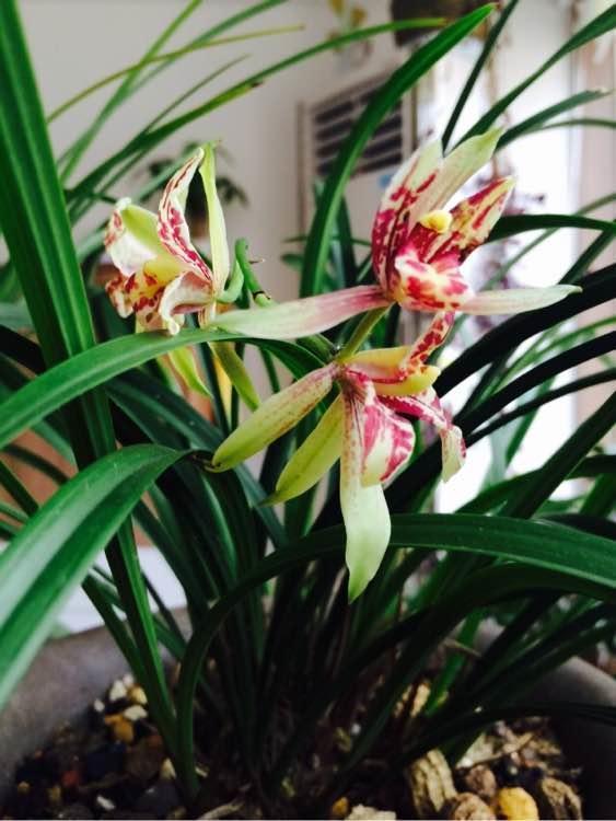 秋季换盆要注意不仔细点兰花就不香了