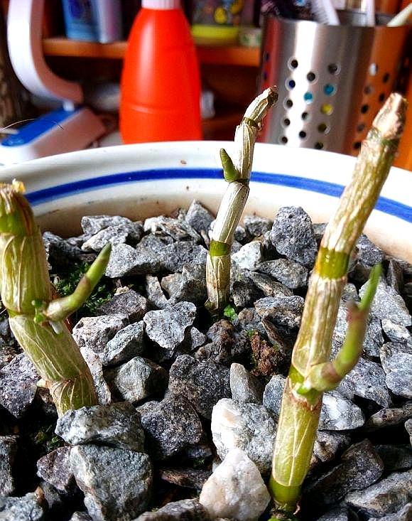 盆栽铁皮石斛扦插方法一根枝条能扦插一盆方法简单一学就会