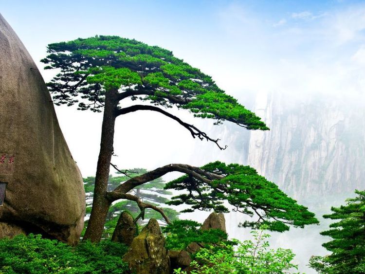 一颗产"黄金",一颗等人来送黄金,号称树中贵族|大红袍|迎客松|贵族